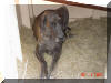 Great Dane Puppies , Great Danes for Sale , Great Dane Breeders